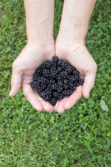 fresh blackberries