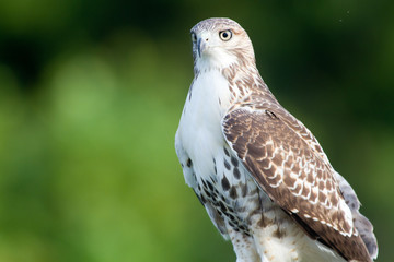 Hawk