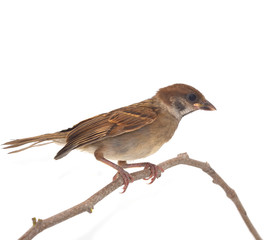 sparrow