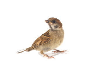 sparrow