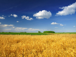 Wheat field against a blue sky