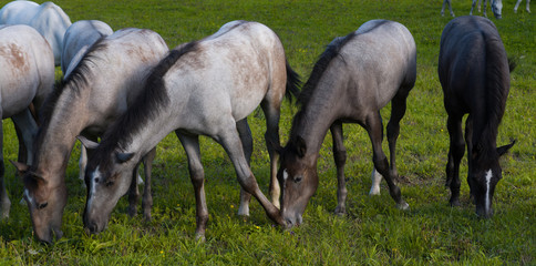 Lipizzaner Pferde Fohlen