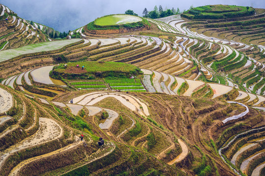 Fototapeta Rice Terraces in Guilin, Guangxi Province, China