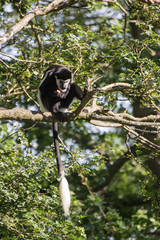 De Brazza monkey eating in treetops Cercopithectus neglectus