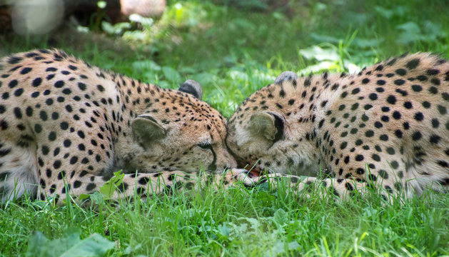 Two cheetahs fighting with piece of meat Acinonyx Jubatus