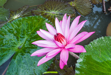 This beautiful waterlily or lotus flower is complimented by the