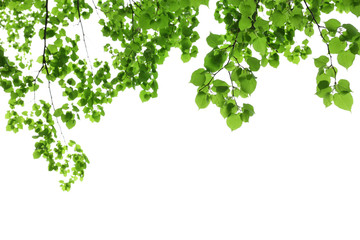 Fototapeta premium Beautiful spring leaves on tree, outdoors