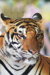 close up face of indochinese tiger use for animals and wild life