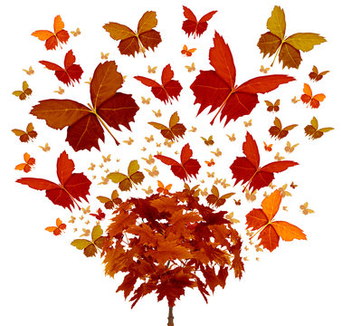Autumn Tree Concept