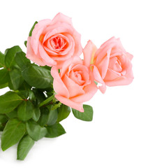Fototapeta premium beautiful roses, isolated on white