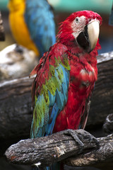 Parrots: scarlet macaw