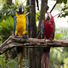 scarlet macaws on the tree © kungverylucky