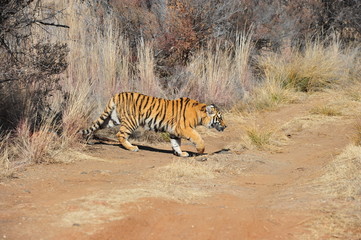 Bengal Tiger on patrol in its territory
