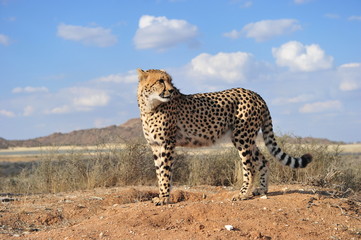 Fototapeta na wymiar Portrait shot of an elegant African Cheetah