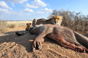 An African Cheetah feeding on a warthog