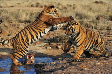 Naklejka na ściany i meble Pair of young tigers play-fighting