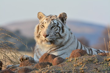 Shot of a rare white tiger in the wild