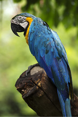 Closed Up yellow and blue Macaw