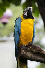 Closed Up yellow and blue Macaw