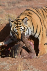 A young tiger having its well-deserved feast