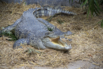 Сиамский крокодил лежит с открытой пастью