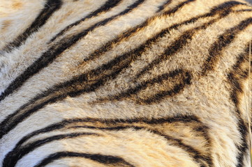 Closeup fur pattern of the Bengal Tiger
