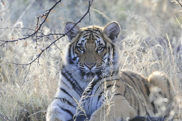 Portrait shot of a young tiger cub