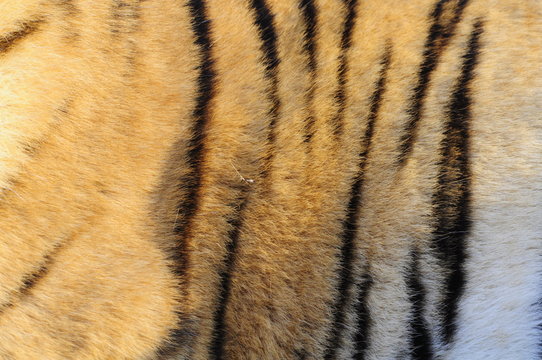 Closeup fur pattern of the Bengal Tiger