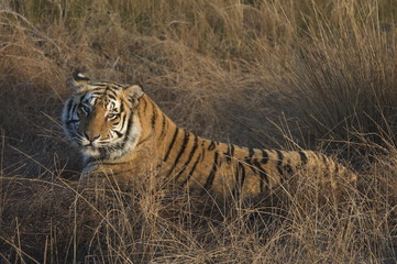 Fototapeta na wymiar Portrait shot of a Bengal Tiger in the wild