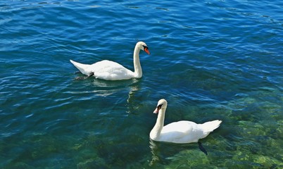 Swan in Switzerland Lake
