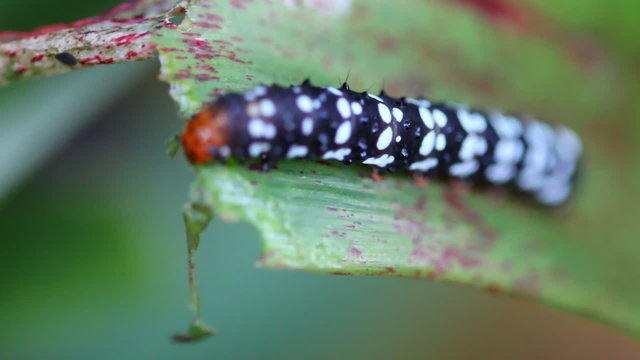 beautiful worm of butterfly eating leaf