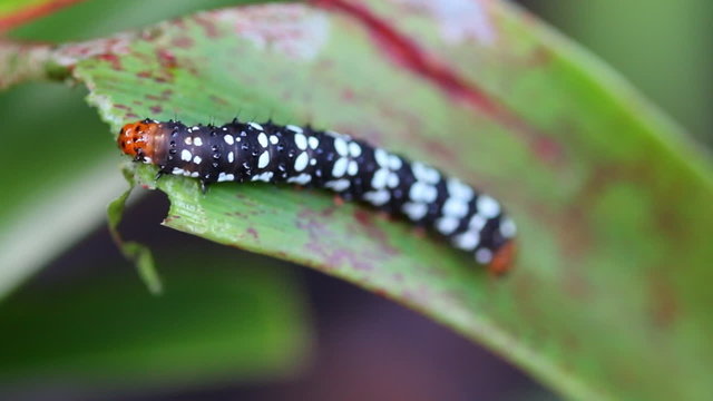 beautiful worm of butterfly eating leaf and defecate