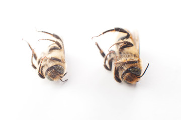 Dead Insect