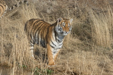 Portrait shot of a Bengal Tiger in the wild