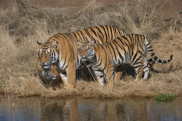 Fototapeta na wymiar Portrait shot of a Bengal Tiger with her cub