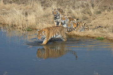 Fototapeta na wymiar Shot of a happy family of tigers