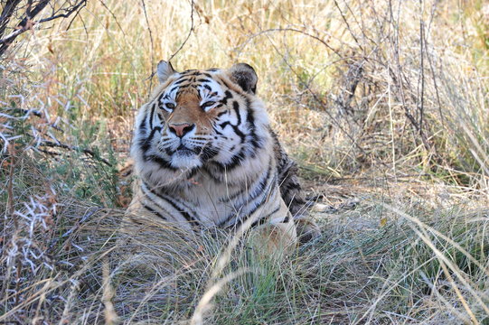 Portrait shot of a Bengal Tiger in the wild