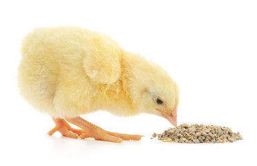 Bébé poulet prenant un repas