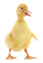 one duckling