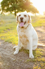 Labrador in sunlight