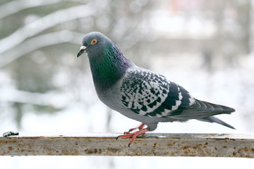 pigeon close up
