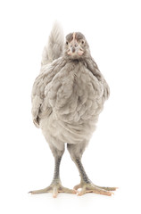 Grey hen