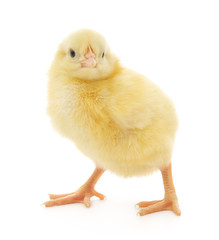 Obraz premium Small chicken