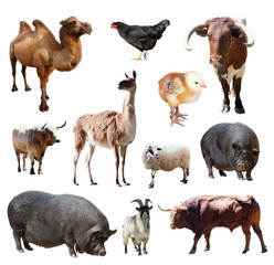 bulls and other farm animals. Isolated over white