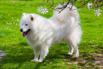 Samoyed dog
