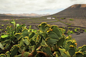 Opuncja, Lanzarote, Wyspy Kanaryjskie, Hiszpania © janmiko