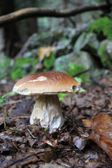 The white Summer Boletus in the Forest
