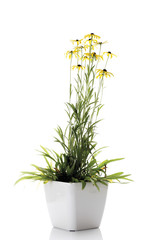 Sonnenhut (Rudbeckia fulgida ) im Blumentopf