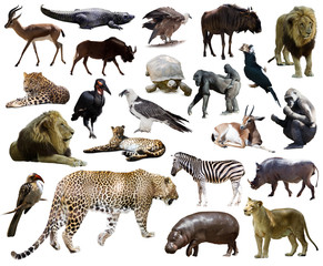 Set of  leopard and other African animals.