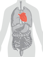 Human Body Anatomy - Heart